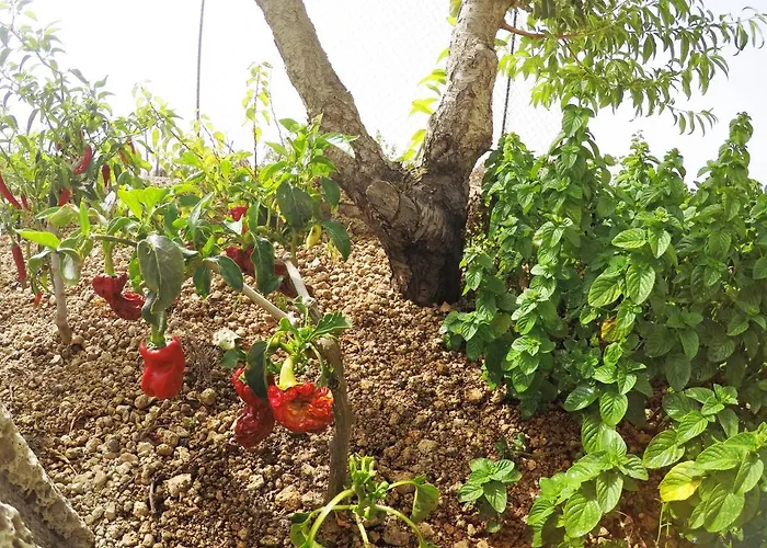Casa vacanze Noya Con Piscina Privada Santa Cruz de Tenerife
